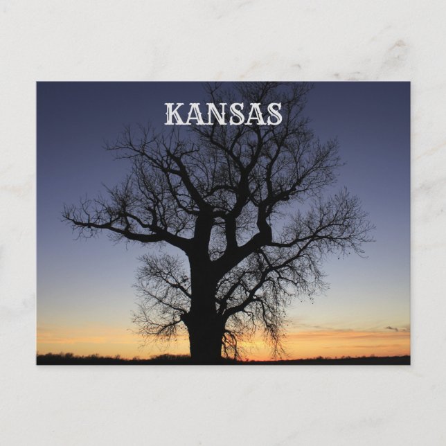 Kansas Tree Silhouette Postcard (Front)