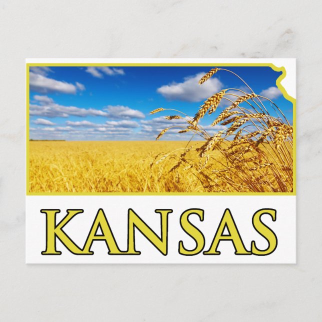 Kansas Wheat Field Postcard (Front)