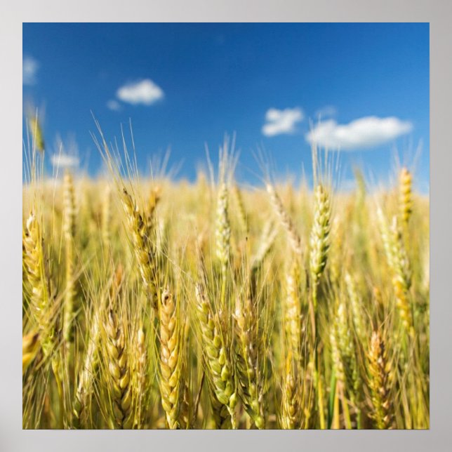 Kansas Wheat Poster (Front)