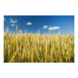 Kansas Wheat Poster