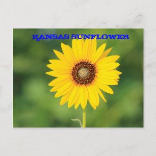 Kansas Wild Sunflower Closeup Post Card