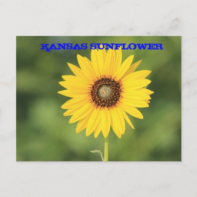 Kansas Wild Sunflower Closeup Post Card (Front)