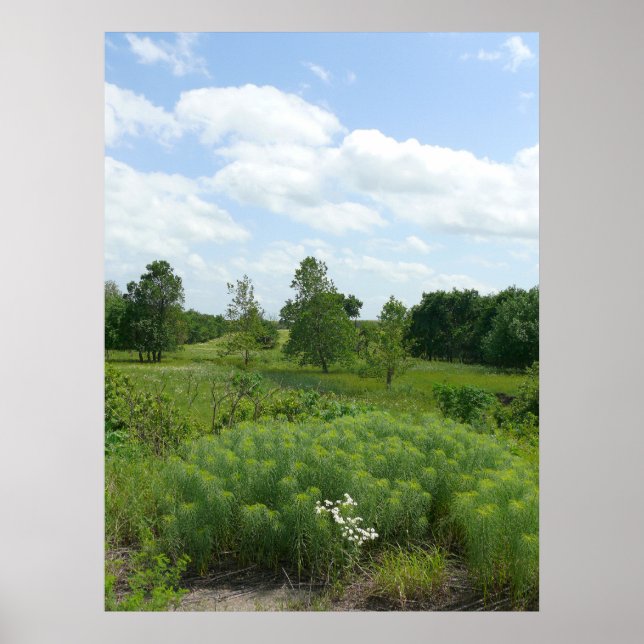 Kansas Wildflowers and  Meadows Poster (Front)