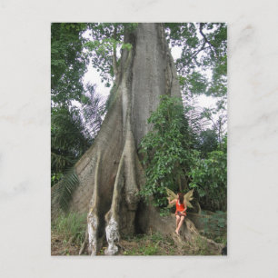 Kapok arbre et fée fille Carte postale