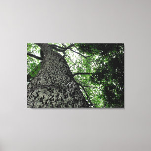 Kapok Tree @ Funchal Botanic Park, Portugal Canvas