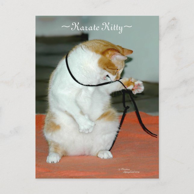 Karate Kitty Cat playing Postcard (Front)