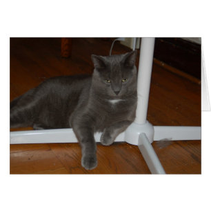 Karl    Kitty fâché