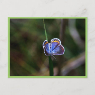Karner Blue Butterfly Postcard