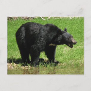 Kasha Bear 1 Postcard