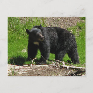 Kasha Bear 2 Postcard