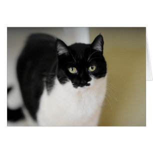 Katie Kitty