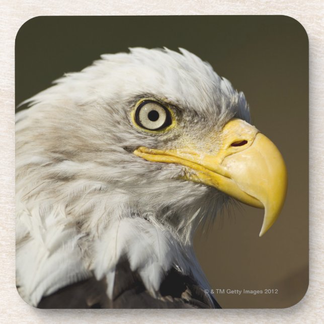 Katmai National Park, Alaska Coaster (Front)
