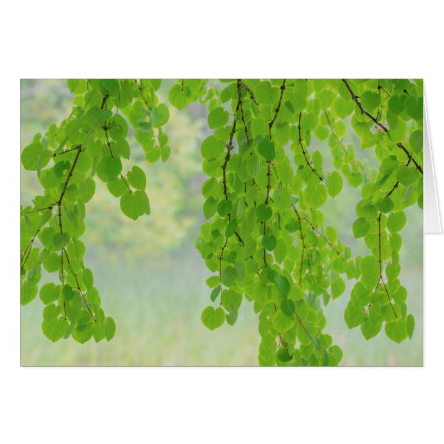 Katsura Tree Limbs in Springtime | Seabeck, WA (Front Horizontal)