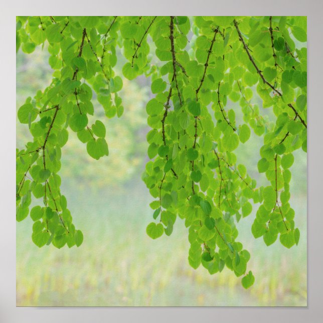 Katsura Tree Limbs in Springtime | Seabeck, WA Poster (Front)
