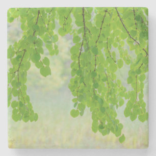 Katsura Tree Limbs in Springtime Seabeck, WA Stone Coaster