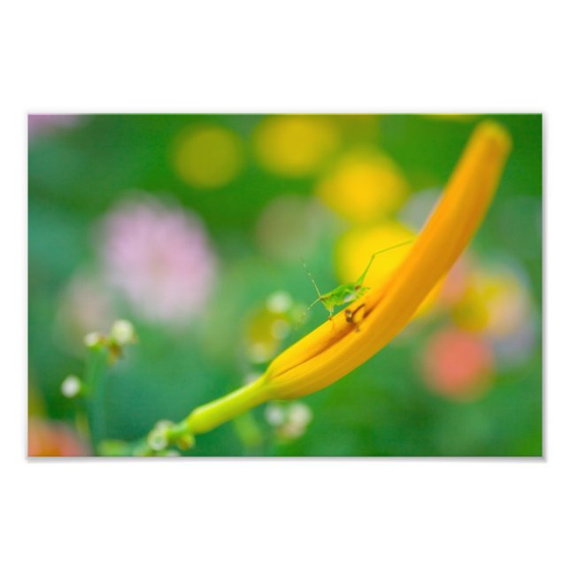 Katydid and flowers photo print (Front)