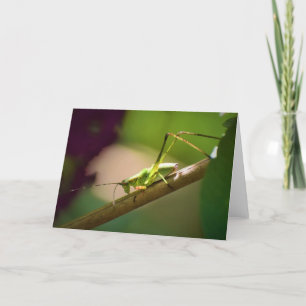 Katydid, card