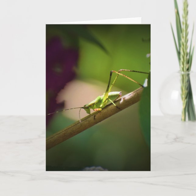 Katydid, card (Front)