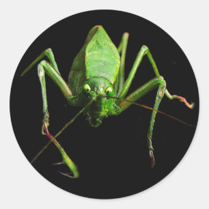 Katydid Classic Round Sticker