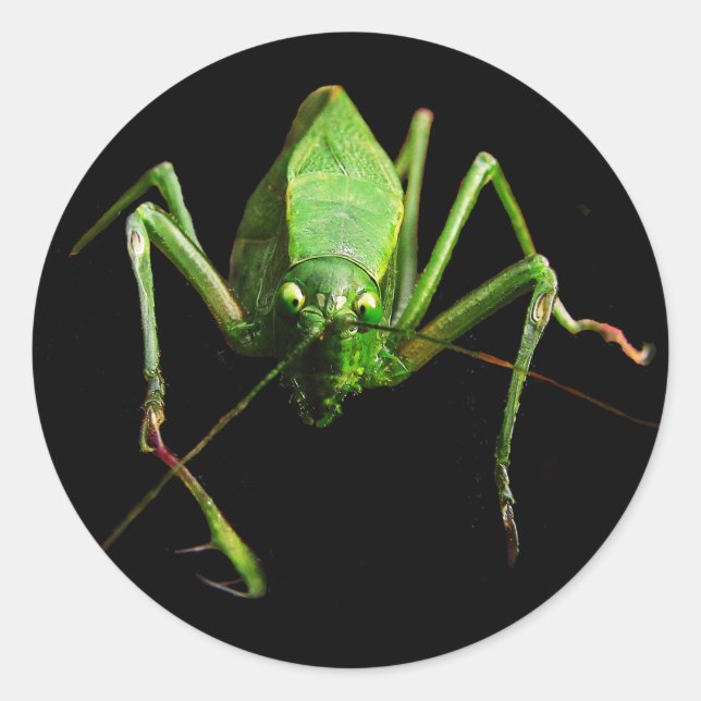 Katydid Classic Round Sticker (Front)