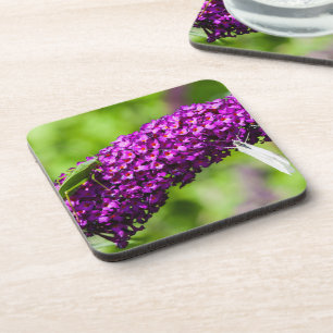 katydid energy coaster