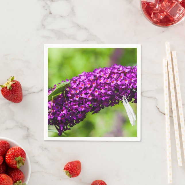 katydid energy napkin (Insitu)