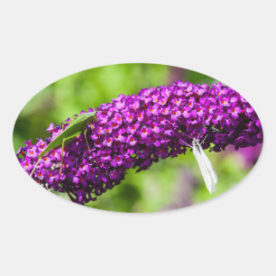 katydid energy oval sticker