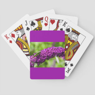 katydid energy playing cards