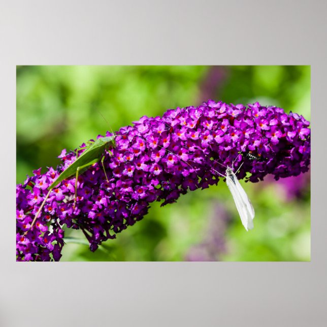 katydid energy poster (Front)