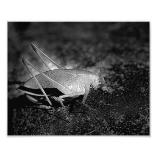 Katydid Grasshopper In Black And White Insect 8x10 Photo Print