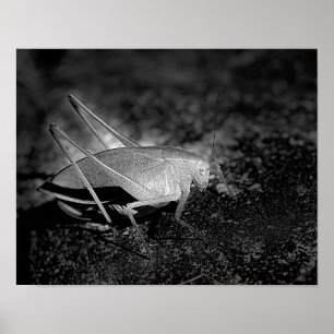 Katydid Grasshopper In Black And White Insect Poster