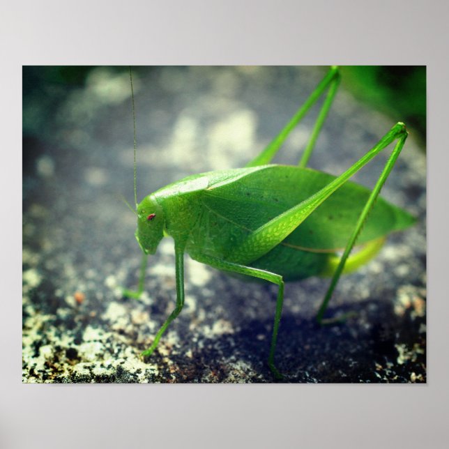 Katydid Grasshopper Insect Close Up Poster (Front)