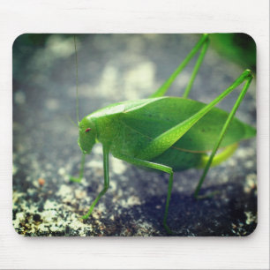 Katydid Grasshopper Nature  Mouse Pad