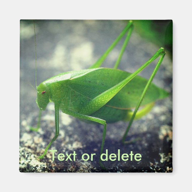 Katydid Grasshopper Nature Personalized Magnet (Front)