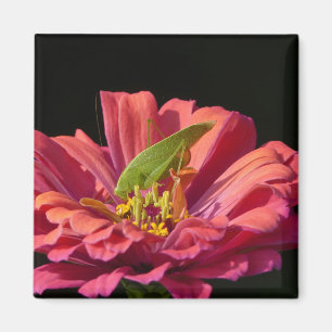 Katydid on Zinnia Magnet