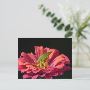 Katydid on Zinnia Postcard