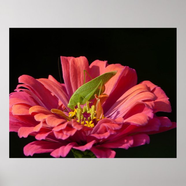 Katydid on Zinnia Poster (Front)