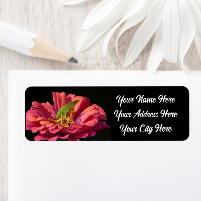 Katydid sur Zinnia (En situation)