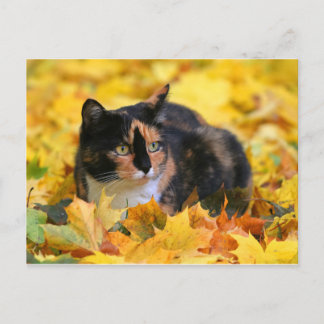 Katze Glückskatze tricolor schildpatt im Herbst Postcard