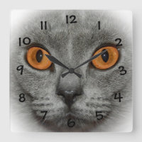 Katzenaugen
