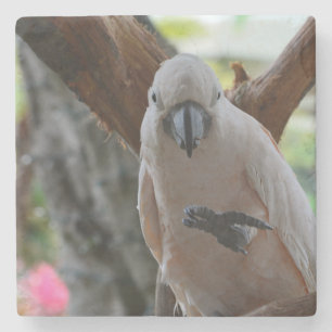 Kauai Bird in Tree (photo taken by me) Stone Coaster