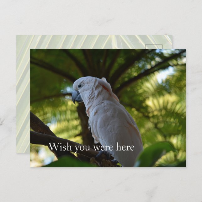 Kauai Hawaii Bird in a Tree Postcard (Front/Back)