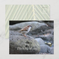 Kauai Hawaii Bird on Rocks Thinking of you