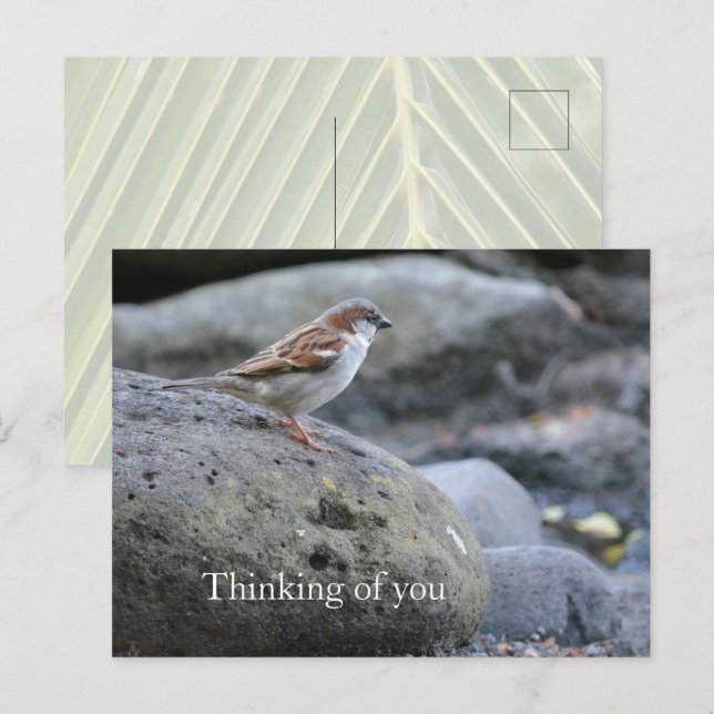 Kauai Hawaii Bird on Rocks Thinking of you Postcard (Front/Back)
