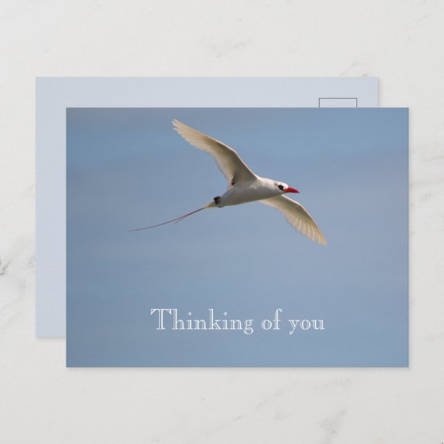 Kauai Hawaii Kilauea Flying Red Tailed Tropicbird  Postcard (Front/Back)