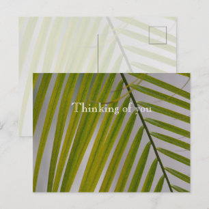 Kauai Hawaii Palm Tree Postcard