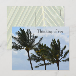 Kauai Hawaii Palm Trees Postcard