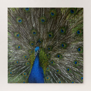 Kauai Hawaii Peacock Feathers Jigsaw Puzzle