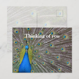 Kauai Hawaii Peacock Feathers Postcard