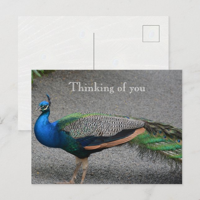 Kauai Hawaii Peacock Postcard (Front/Back)